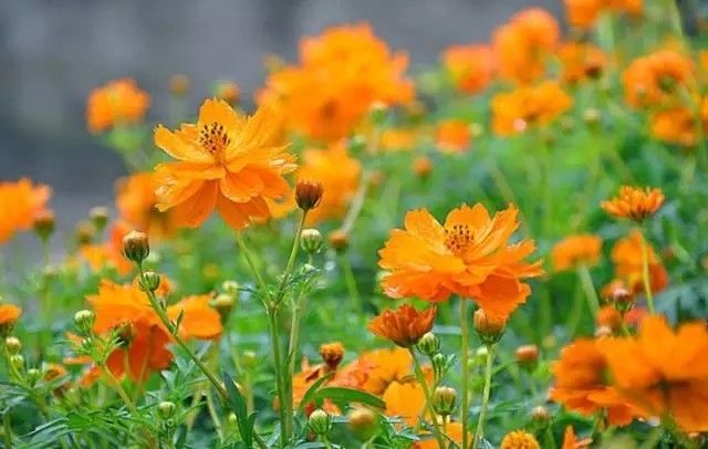 美得不像样子！广州秋季“花潮”来袭，你最想和谁一起看