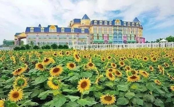 美得不像样子！广州秋季“花潮”来袭，你最想和谁一起看