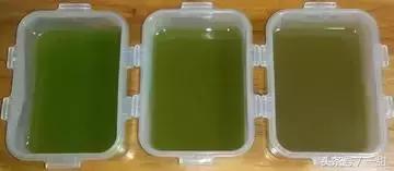 食材特典｜关于抹茶的真相都在这里（深度文）