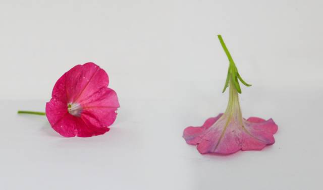 从国产到进口的最全面卫生巾测评,帮你找出使用感最好的那个