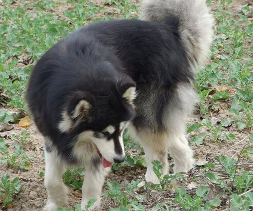 如何选阿拉斯加犬幼崽,阿拉斯加犬幼崽怎么喂食