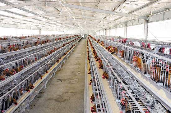春季家禽呼吸道疾病的预防,家禽秋季呼吸道为什么高发