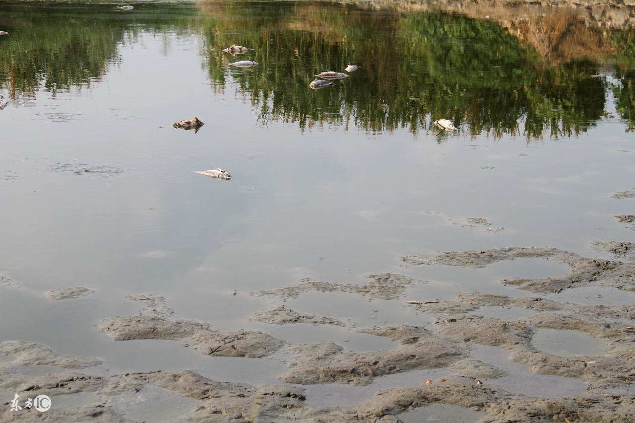 水产养殖治疗烂鳃病的小偏方,水产养殖如何预防腐皮烂鳃