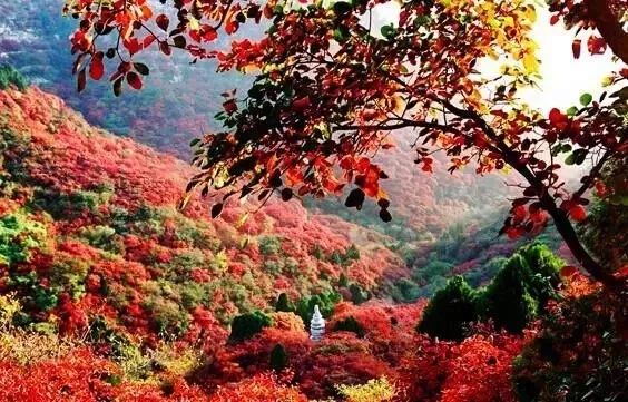 美得不像样子！广州秋季“花潮”来袭，你最想和谁一起看