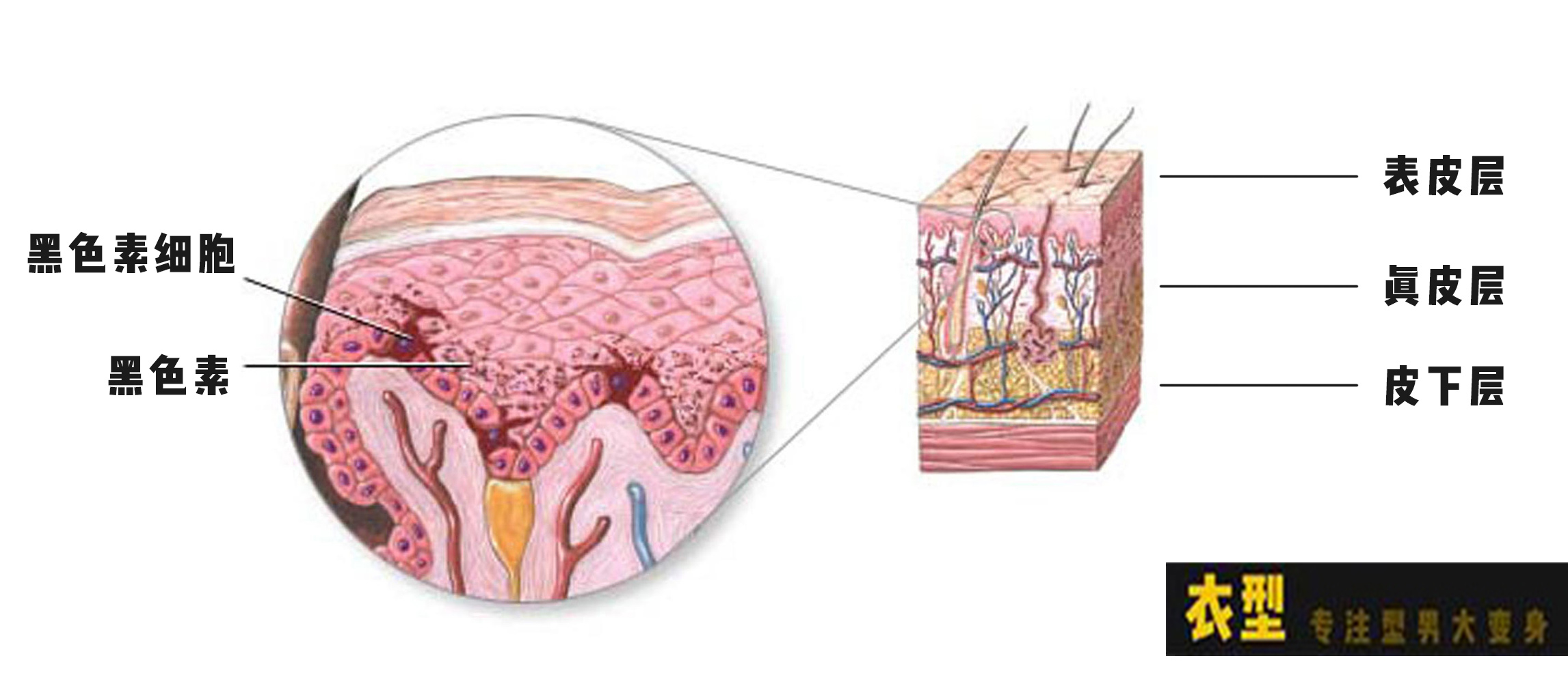 男生变白最有效的方法测评,男生变白小技巧学生党