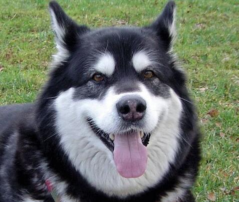 如何选阿拉斯加犬幼崽,阿拉斯加犬幼崽怎么喂食