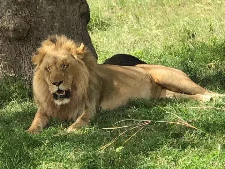 曾哥美国视频,曾哥美国