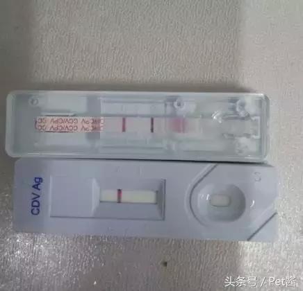 领养的狗狗患上细小,家里拿不出这么多治疗费,网友求助该怎么办