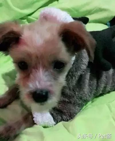 领养的狗狗患上细小,家里拿不出这么多治疗费,网友求助该怎么办