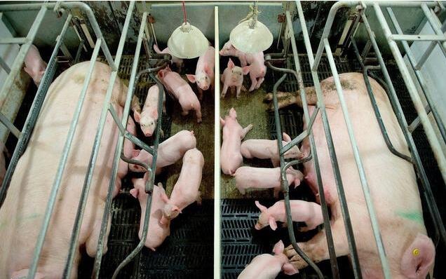 母猪子宫内膜炎的综合防治措施