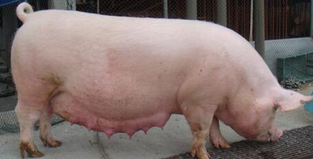 母猪子宫内膜炎的综合防治措施