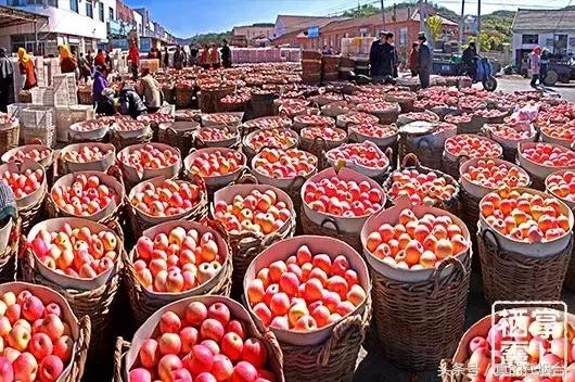 烟台市栖霞市苹果基地,烟台栖霞苹果园