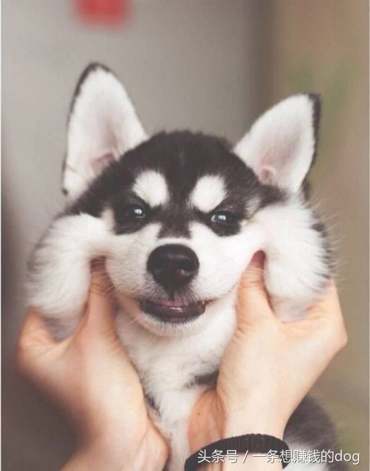 狗狗种类这么多你养的是哪种狗狗,狗狗的种类都有哪些