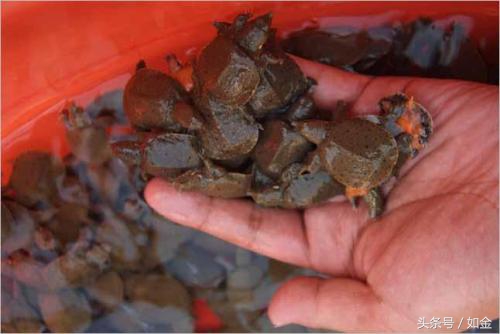 稻田养甲鱼如何赚钱,稻田养甲鱼一亩成本多少钱