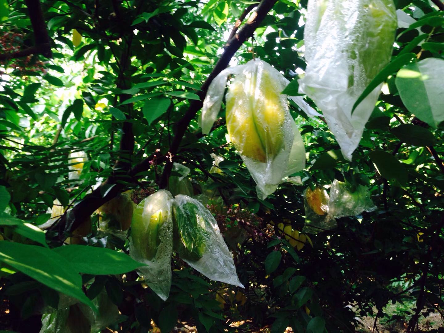 漫步云霄,漫步云霄县