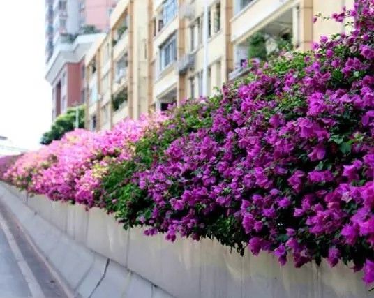 美得不像样子！广州秋季“花潮”来袭，你最想和谁一起看