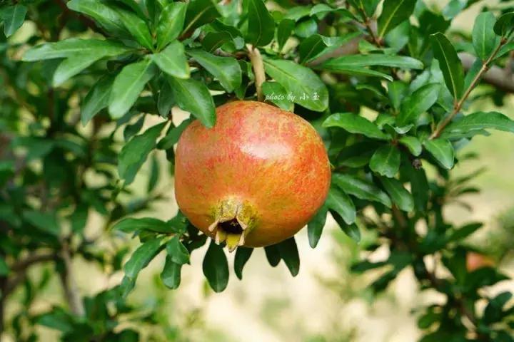 剥石榴用这个方法简单又实用哦,剥石榴的技巧简单实用你学会了吗