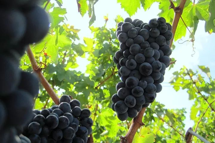 酒精度数15.5%vol的葡萄酒好吗,波尔多aoc酒精度是多少