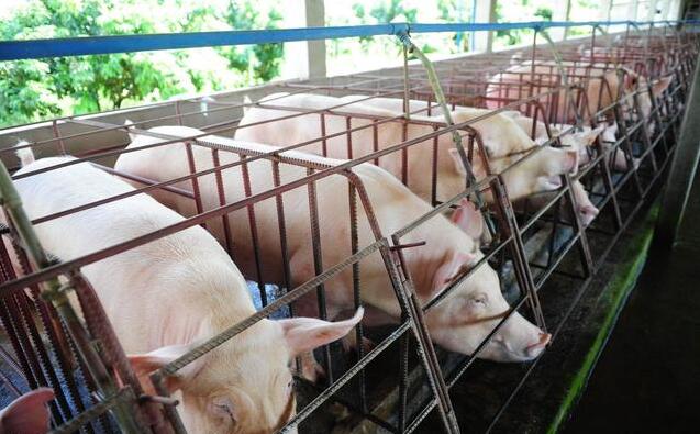 母猪子宫内膜炎的综合防治措施