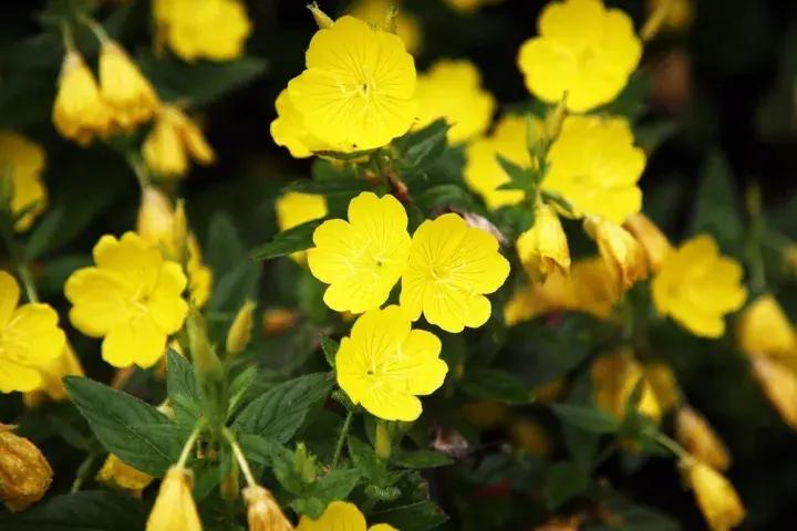 月见草深度测评|最毁女孩子气质的不是黑和胖,而是内体不健康