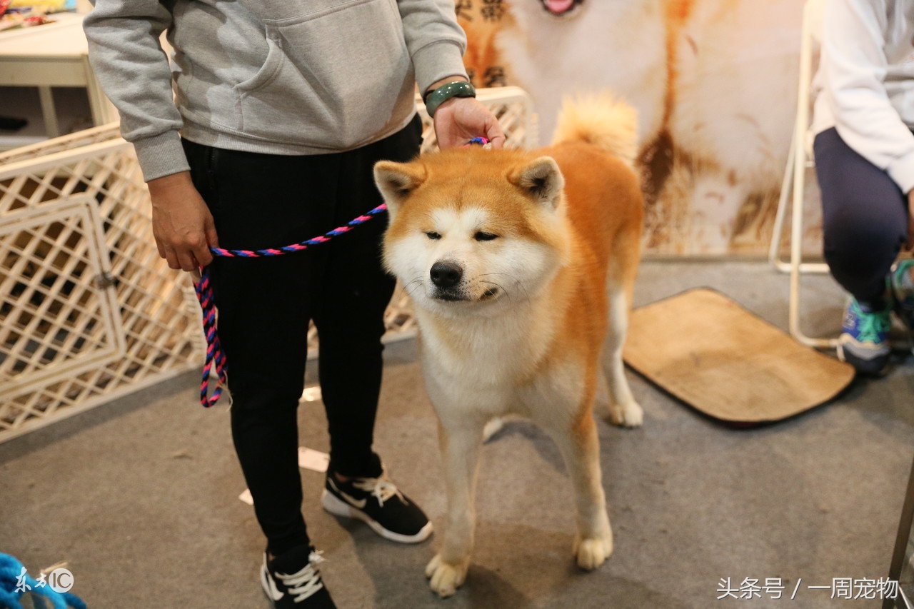 日本秋田犬吃什么,日本秋田犬怎么养