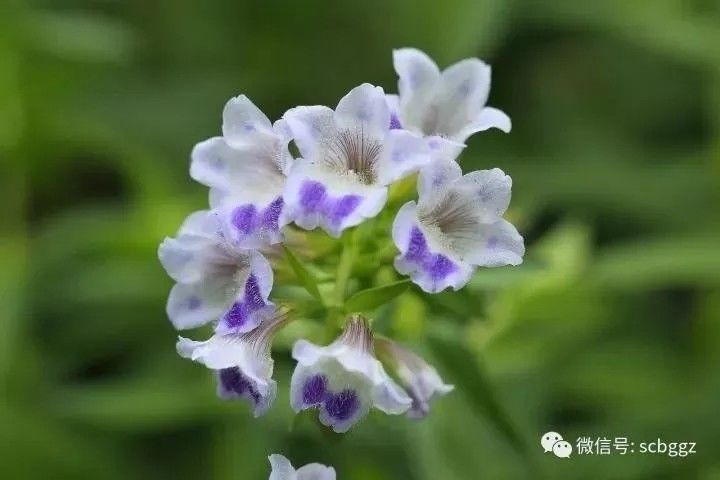 美得不像样子！广州秋季“花潮”来袭，你最想和谁一起看