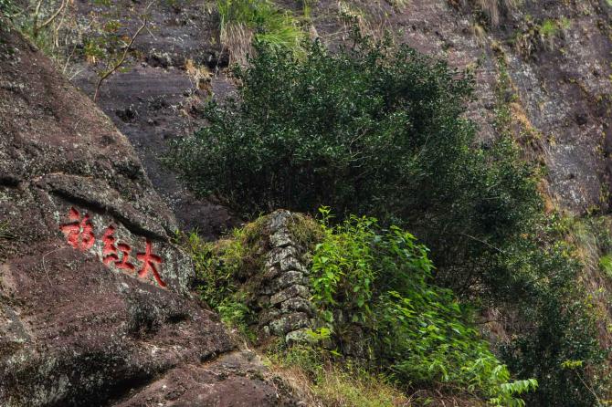 绝对干货:史上最敢讲茶论坛,为大红袍定义三位岩茶界大咖唇舌争锋