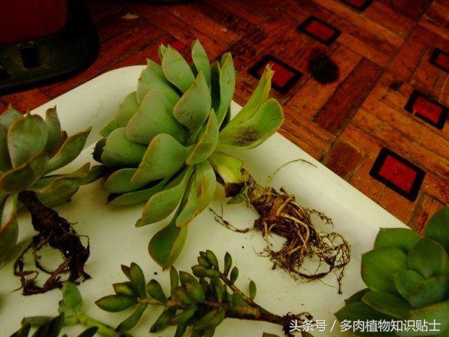 度夏多肉怎么保养,度夏简单的多肉