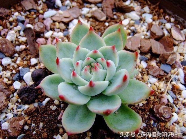 度夏多肉怎么保养,度夏简单的多肉