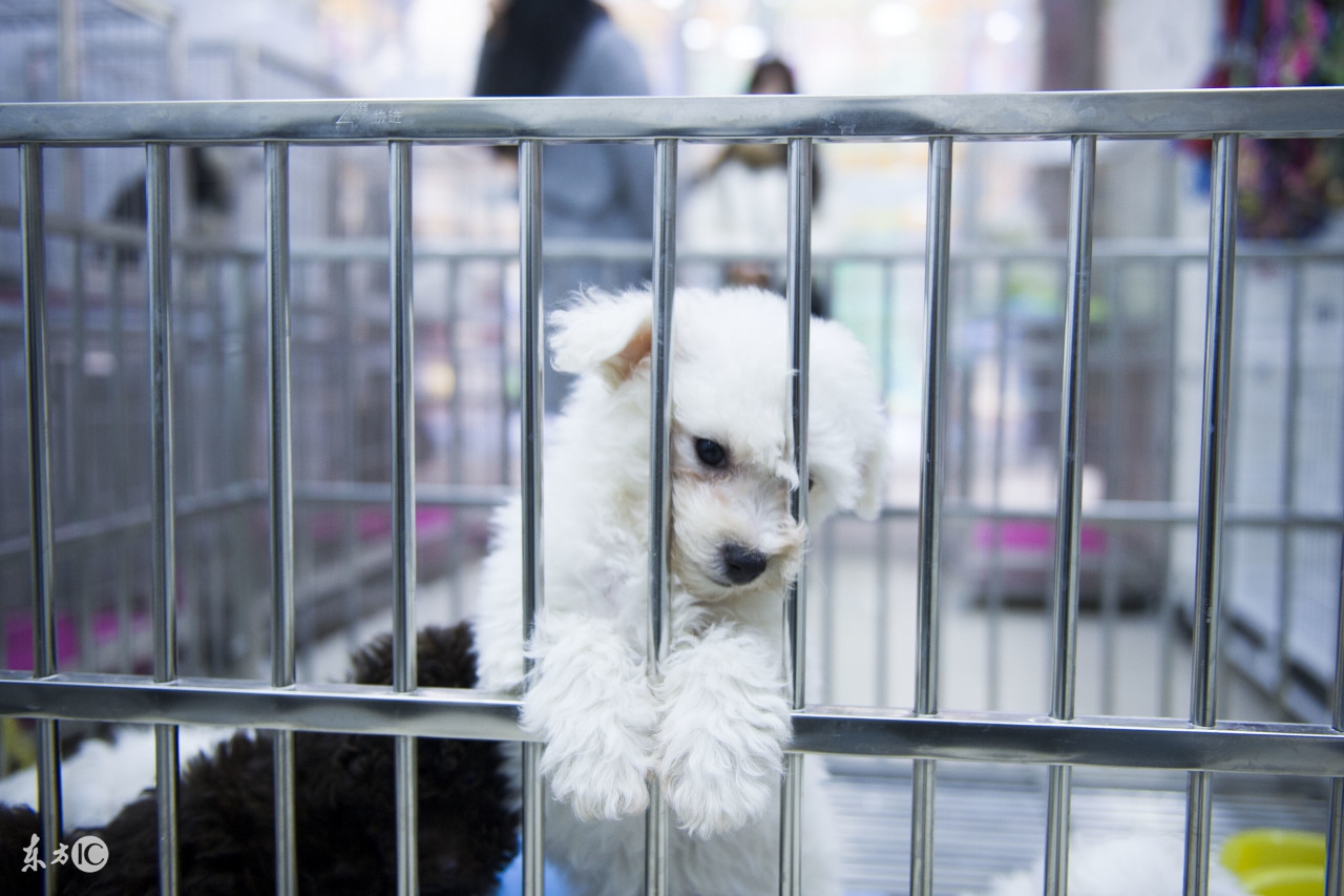 被狗狗咬了该怎么处理,被狗狗咬了要注意哪些事项