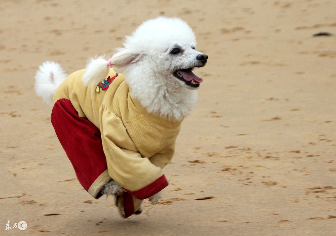 狗狗的衣服怎么做无需剪刀,狗狗的衣服泰迪自制