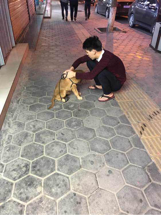 金毛掉了3颗牙,金毛啃骨头把牙齿啃掉了