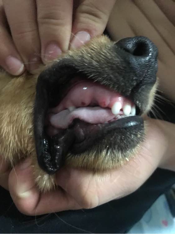 金毛掉了3颗牙,金毛啃骨头把牙齿啃掉了