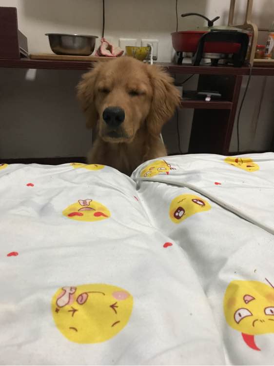 金毛掉了3颗牙,金毛啃骨头把牙齿啃掉了