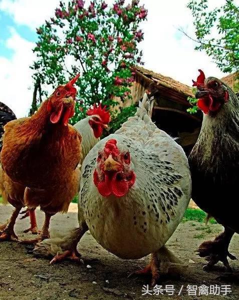 小鸡啄肛什么原因,鸡子啄鸡蛋是什么原因