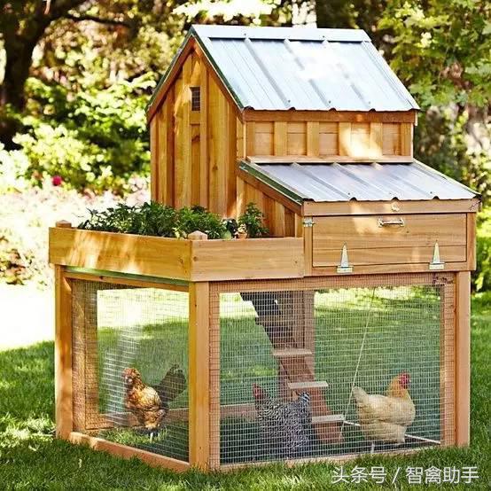 小鸡啄肛什么原因,鸡子啄鸡蛋是什么原因