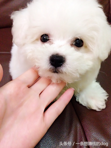 狗狗种类这么多你养的是哪种狗狗,狗狗的种类都有哪些