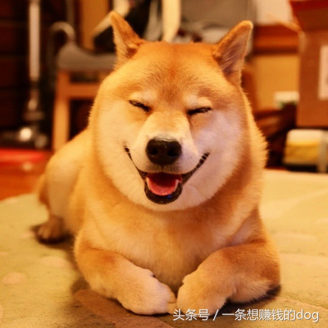 狗狗种类这么多你养的是哪种狗狗,狗狗的种类都有哪些