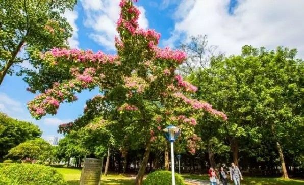 美得不像样子！广州秋季“花潮”来袭，你最想和谁一起看