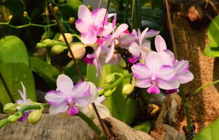 美得不像样子！广州秋季“花潮”来袭，你最想和谁一起看