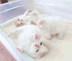 怎么照顾小奶猫最好,照顾小奶猫