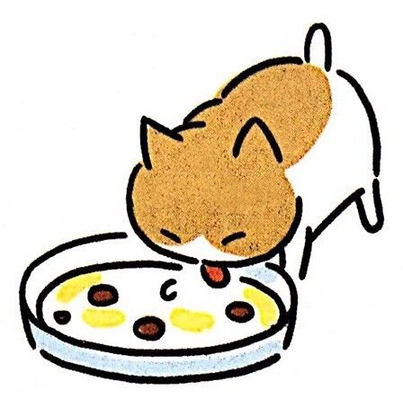 怎么照顾小奶猫最好,照顾小奶猫