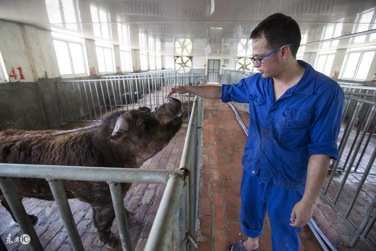 比较专业的《配种作业指导书》，非常适合养猪初学者学习！