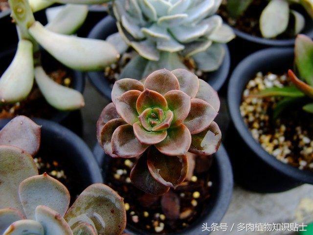 度夏多肉怎么保养,度夏简单的多肉