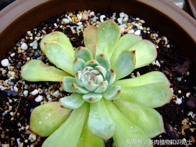 度夏多肉怎么保养,度夏简单的多肉