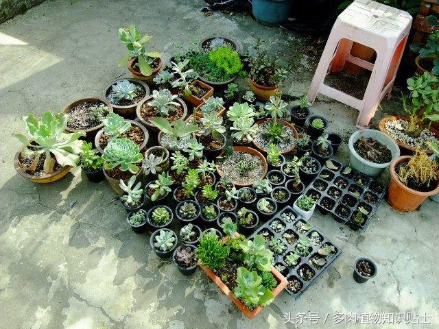 度夏多肉怎么保养,度夏简单的多肉