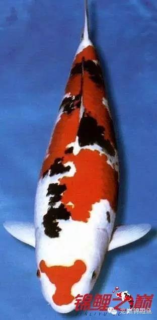 锦鲤鱼池生态过滤,锦鲤底滤缸造景