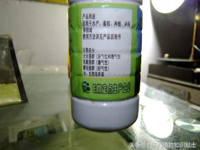 度夏多肉怎么保养,度夏简单的多肉