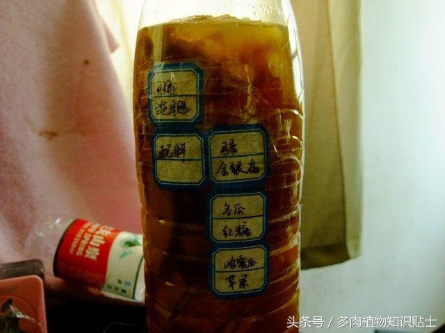 度夏多肉怎么保养,度夏简单的多肉