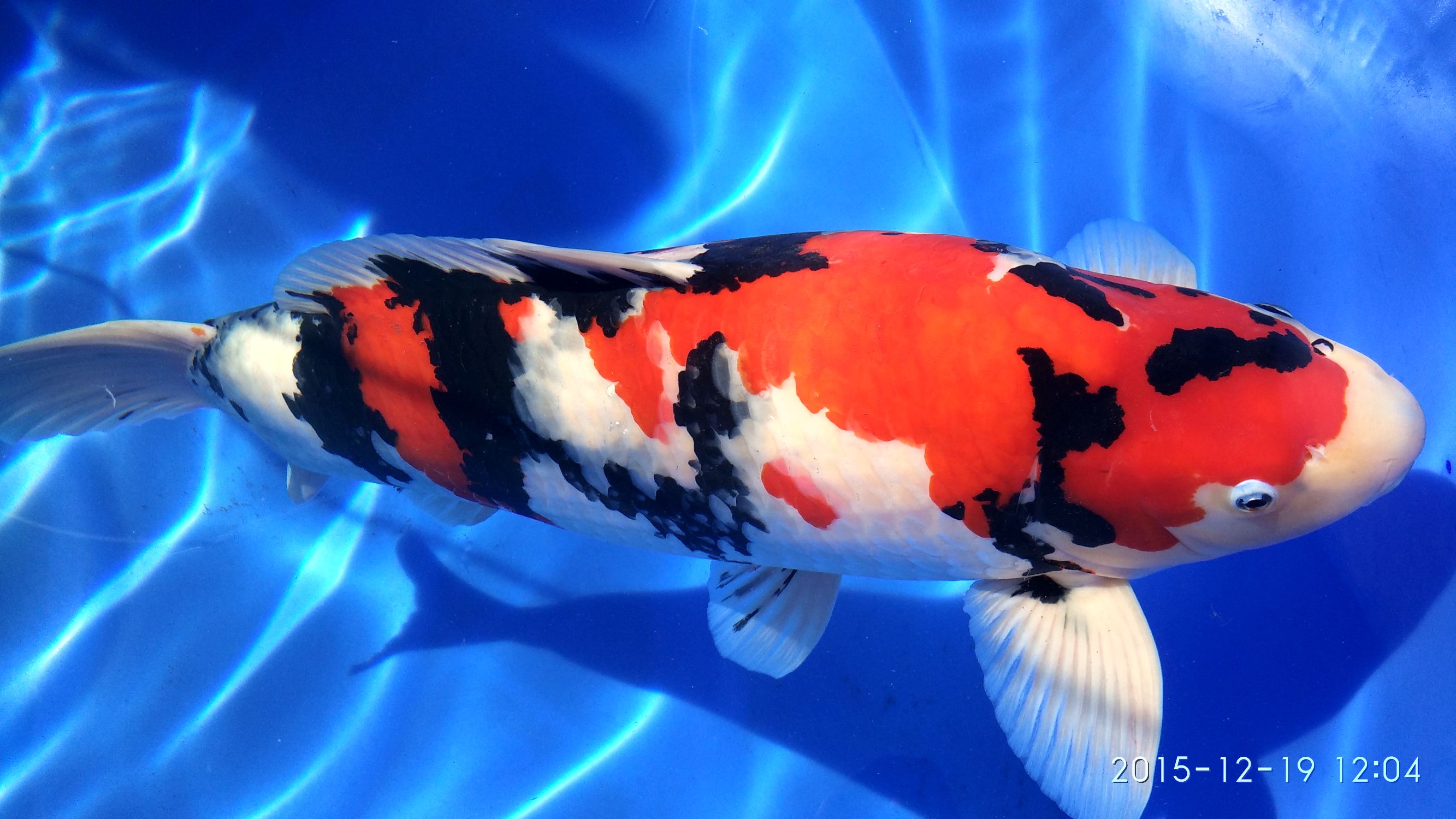 锦鲤鱼池生态过滤,锦鲤底滤缸造景